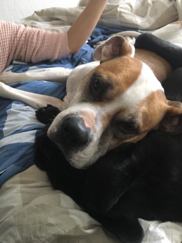 27655070_957406764412877_8589761410957139088_n