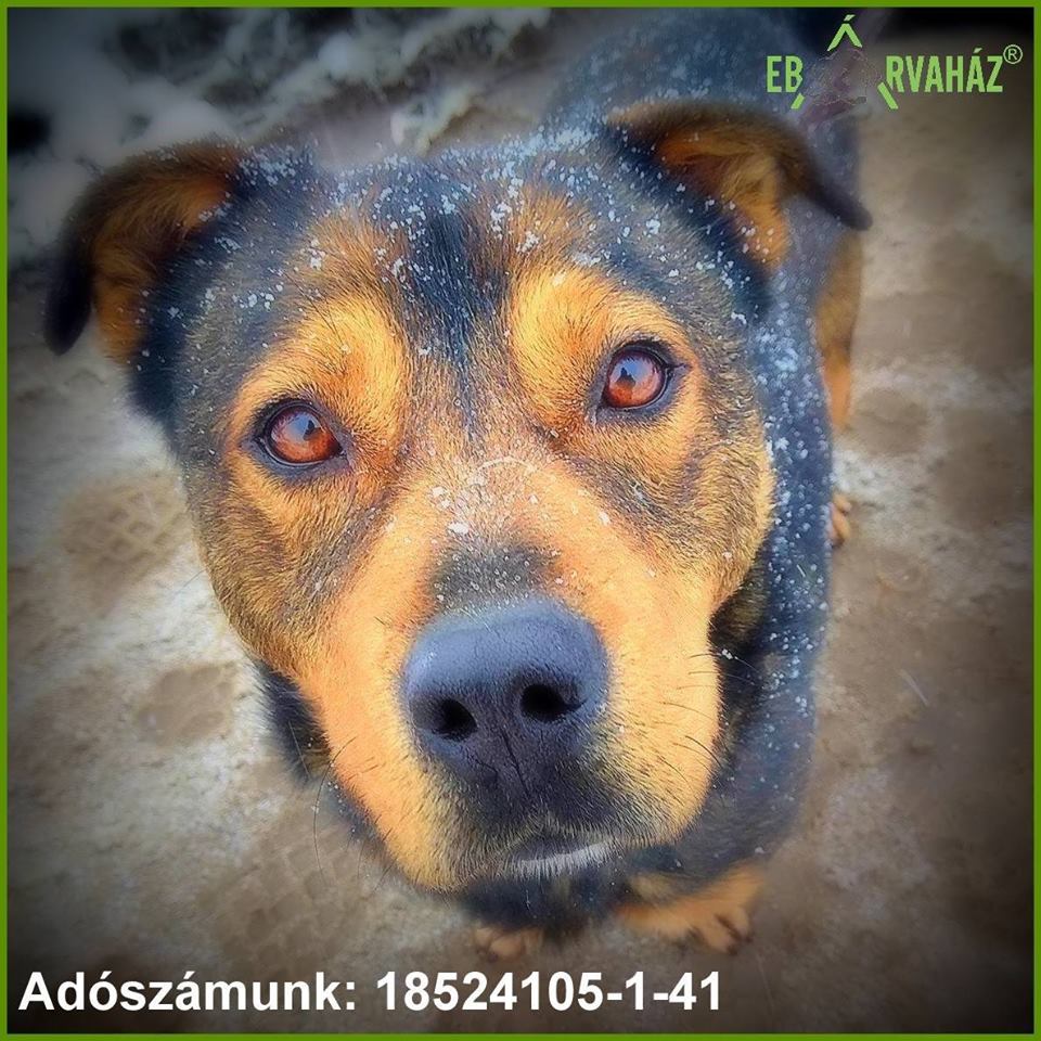 27867045_960429270777293_4768612872986501802_n (1)