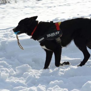 28277129_971819022971651_8325566399462061732_n