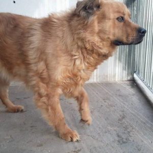 Mafla Mackó2 Mafla Mackó2