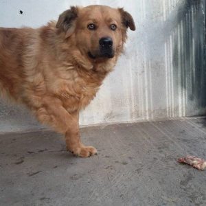 Mafla Mackó3 Mafla Mackó3