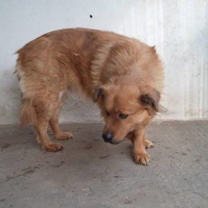 Mafla Mackó4 Mafla Mackó4