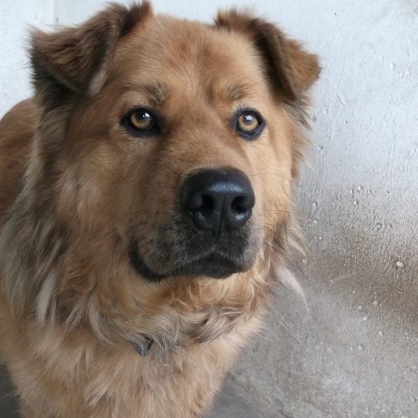 Mafla Mackó6 Mafla Mackó6