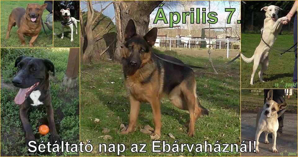 29433150_984243555062531_3137800697257394176_n