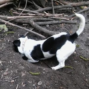 31059535_999425243544362_7796833082241187840_n