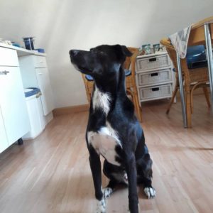 31195739_1001486066671613_2465374896499195904_n