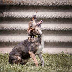 IMG_2300_0 IMG_2300_0