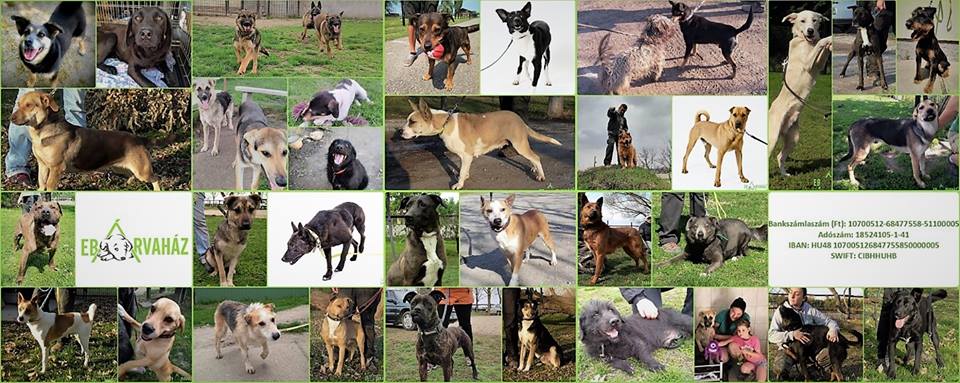 35628933_1035676309919255_5459391719457947648_n