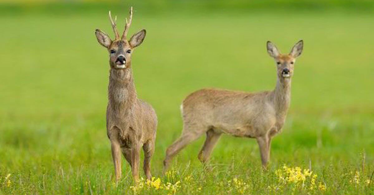 18394525635b4763be67bb3