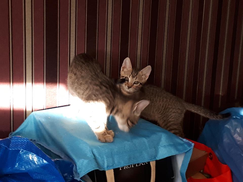 36848429_2205554652998731_2866716569285689344_n