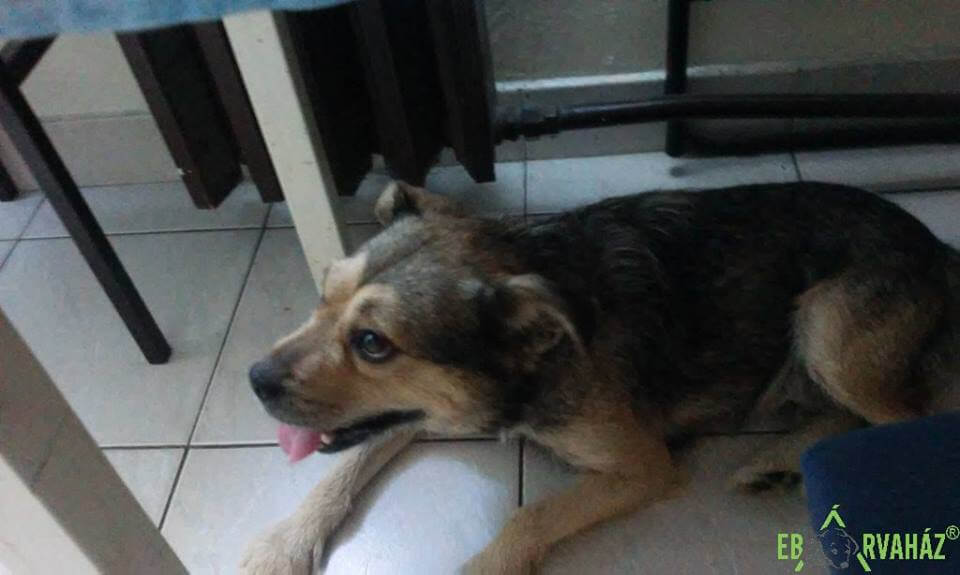 39191436_1097184287101790_7769757161730605056_n