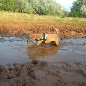 39786383_1104430083043877_5899567576001806336_n