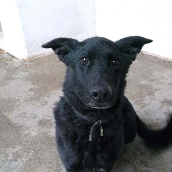 Bobi-Maci8 Bobi-Maci8