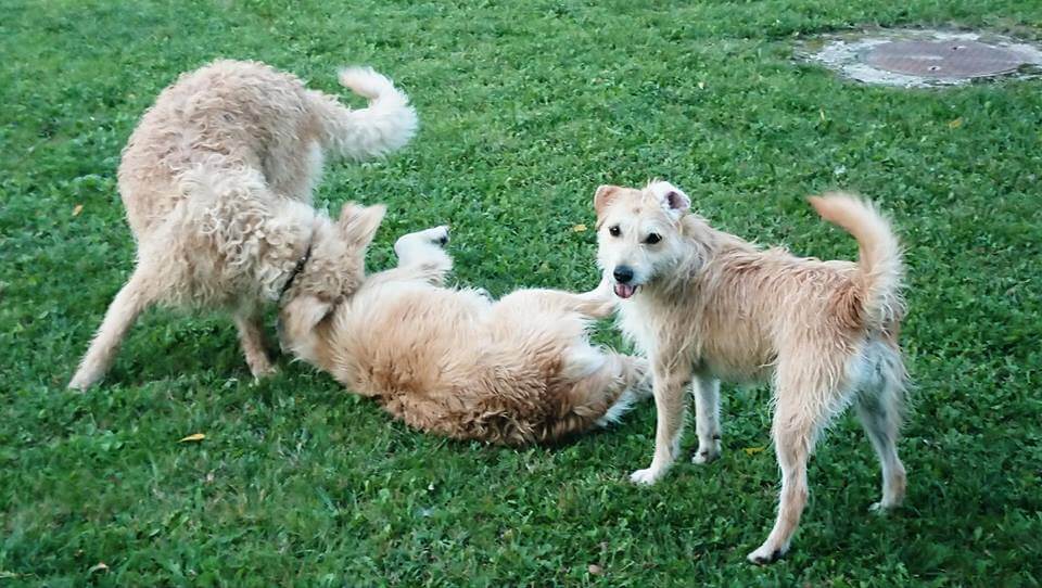 42421103_1125680947585457_3912462228787298304_n