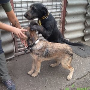 Betyár-Bibic1 Betyár-Bibic1