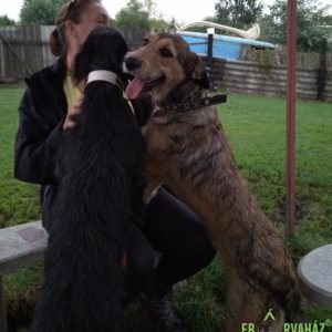 Betyár-Bibic2 Betyár-Bibic2