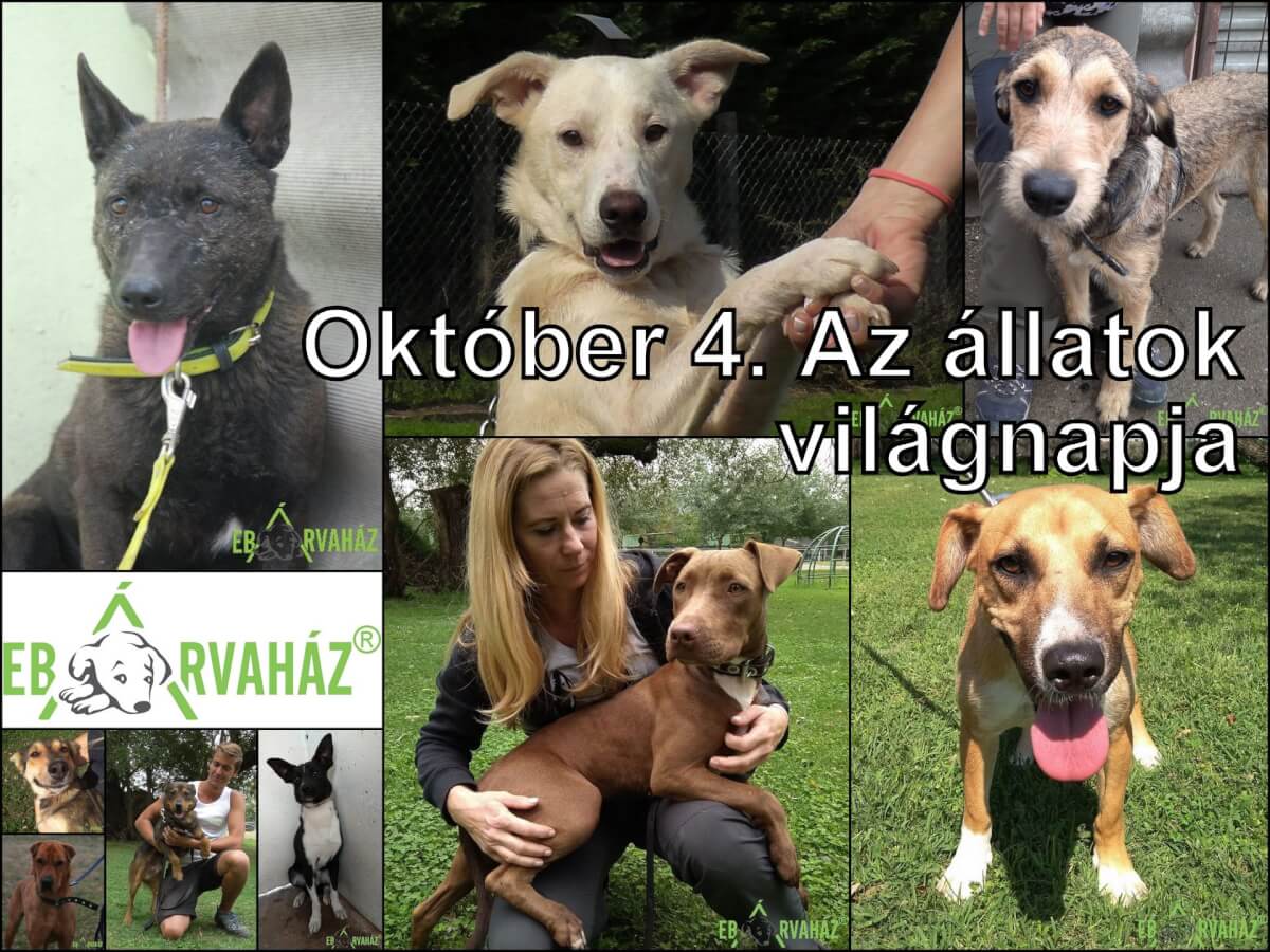 43164543_1130263233793895_3718567661081198592_o