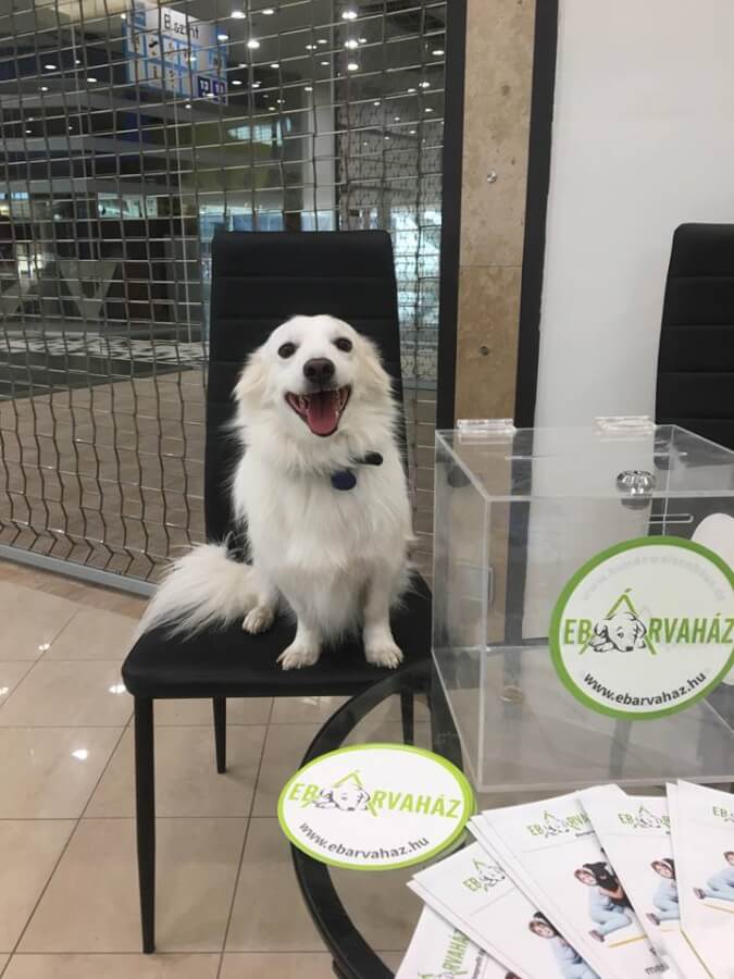 43218844_742041592796390_8286681356549750784_n