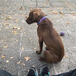 44165088_1146219682198250_5079448501453062144_n