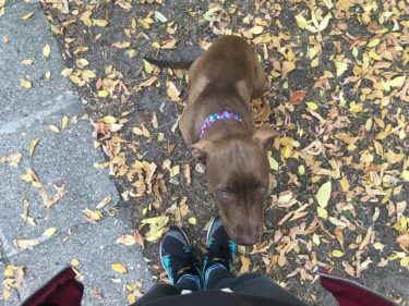 44271311_1146219768864908_797114040005427200_n