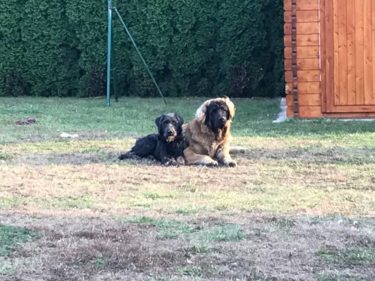 45931635_1164799897006895_7881113762361507840_n