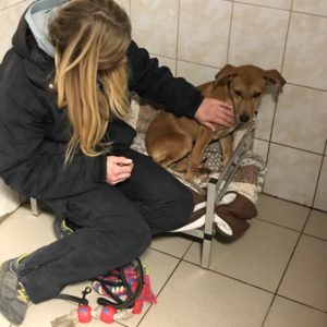 Ózdi kutyák3 Ózdi kutyák3