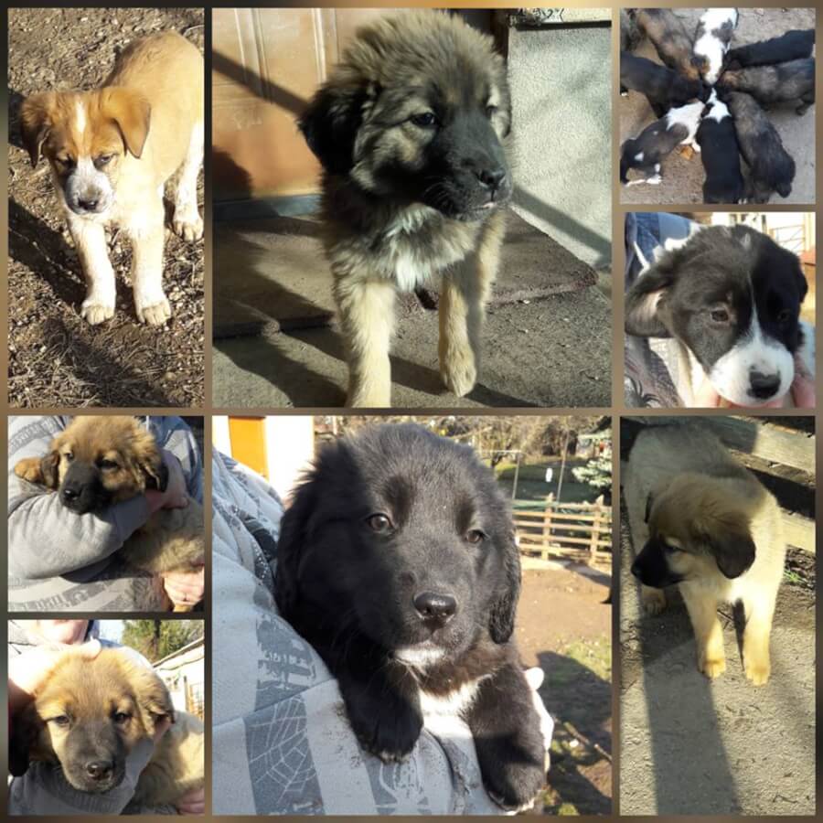 47571369_2204214109609865_330923321736560640_n