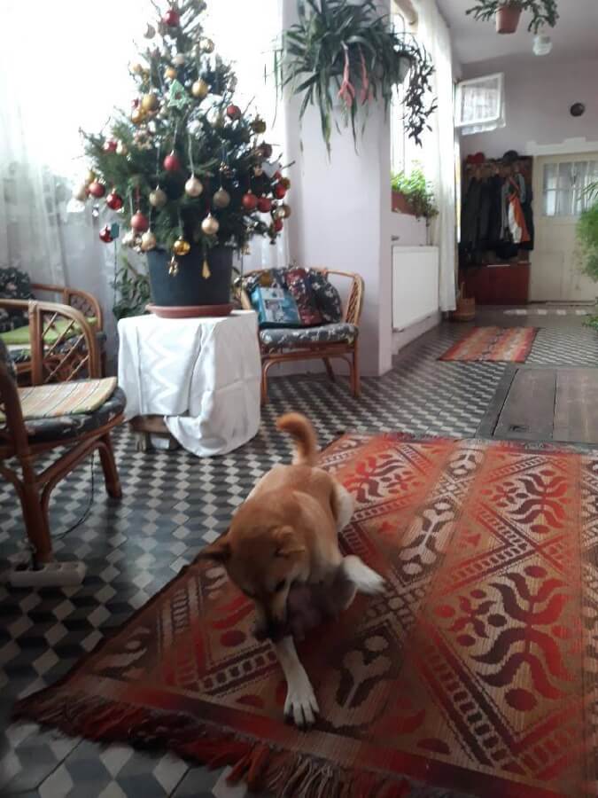 48914113_1195101410643410_7961207381944172544_n