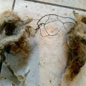 49895454_1204477473039137_8336575072504381440_n 49895454_1204477473039137_8336575072504381440_n