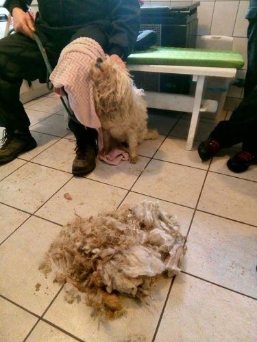 50012397_1204478066372411_7021310353933860864_n