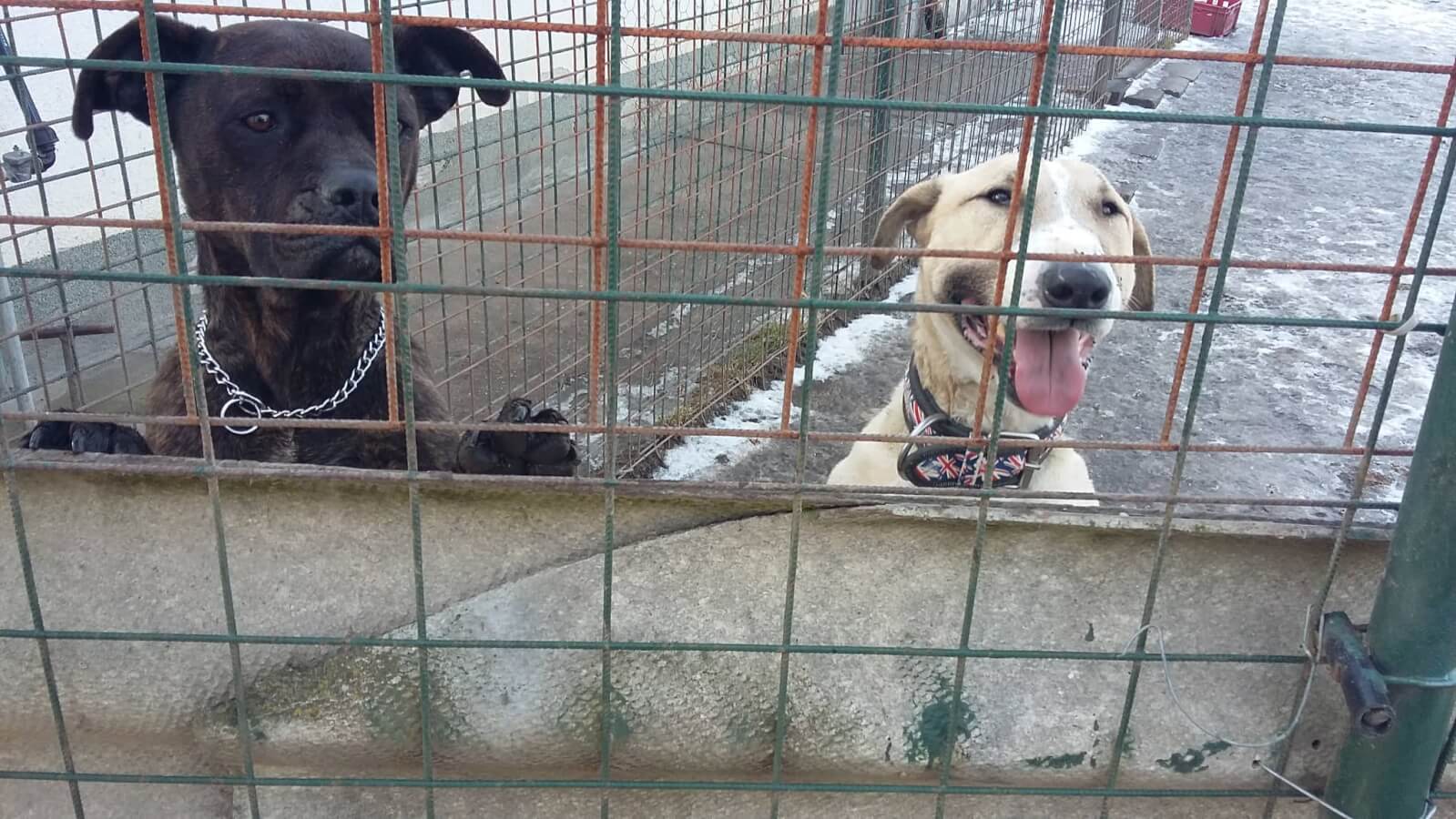 50791536_232681497617725_8637893614166343680_n