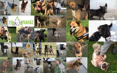 50595999_1210090339144517_3823053976190844928_o (1)