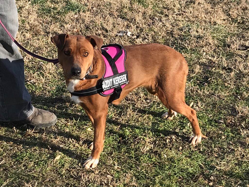 52901641_1235943173225900_9064255769259540480_o