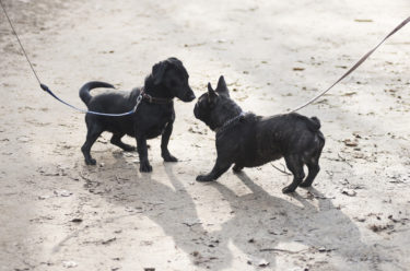 26862317_d6a1c870d6690dc28a7867bd2fe49992_x