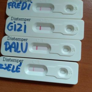 53040385_1238549432965274_2572212860822224896_n 53040385_1238549432965274_2572212860822224896_n