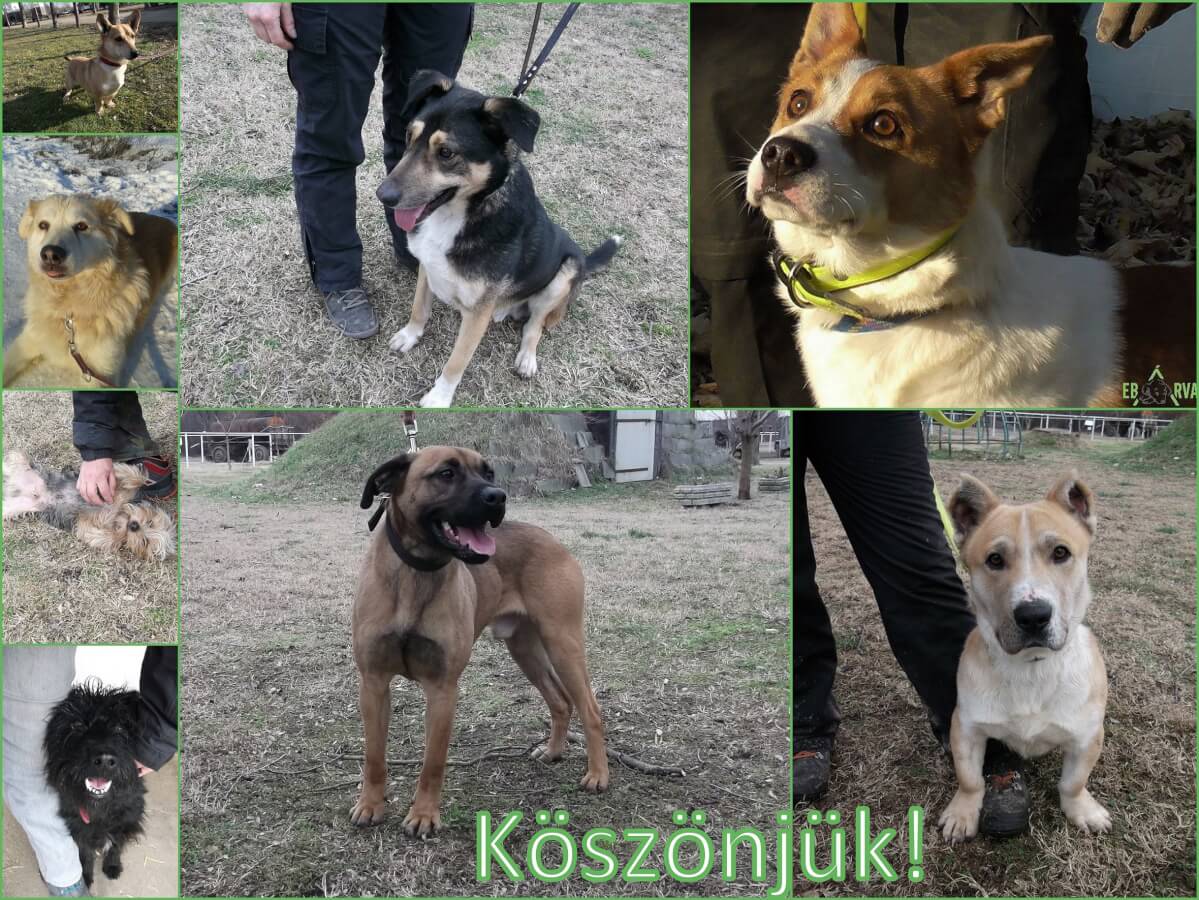 Köszönjük_2019.02.