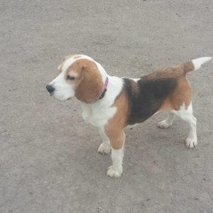 Rosamarie3 Rosamarie3