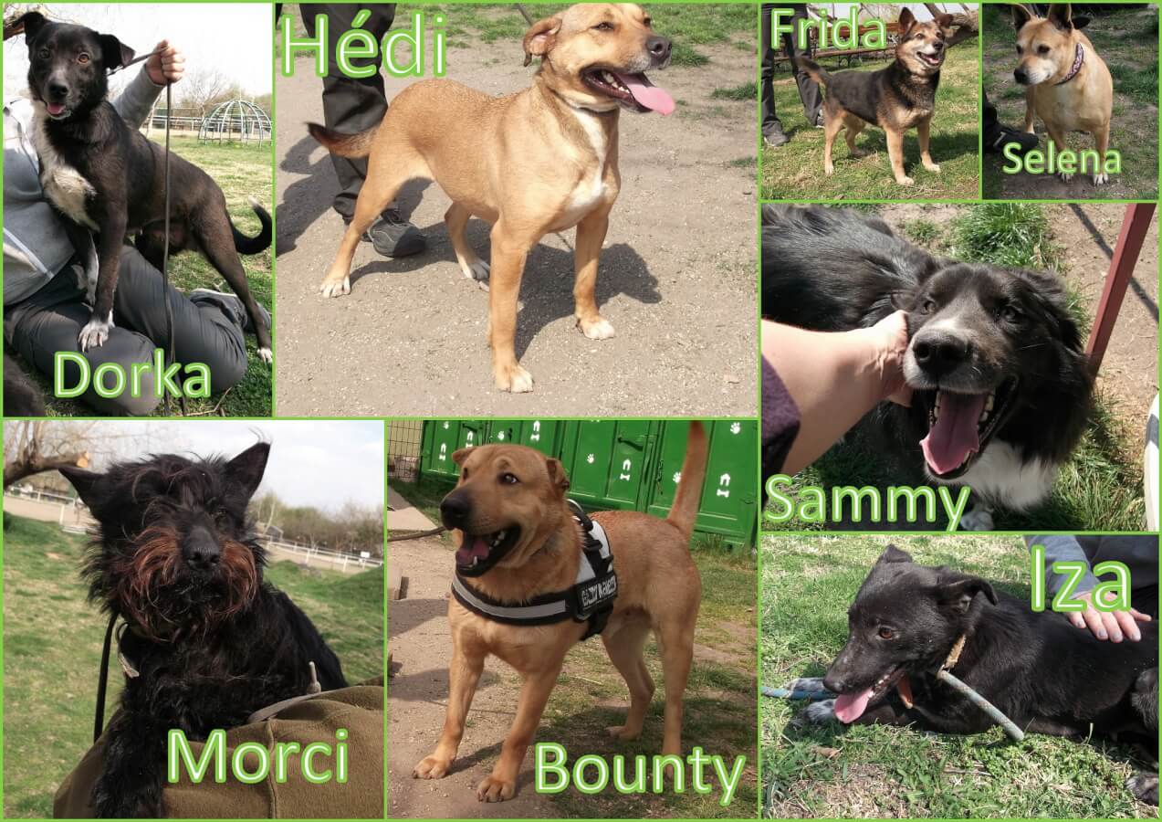 Karcagi kutyák_2019.04.04.