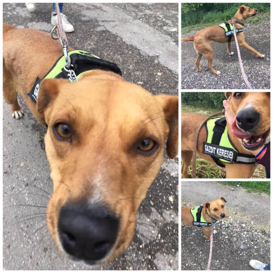 61535030_1297309533755930_5482514972976087040_n