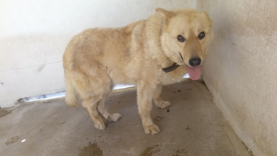 64299833_1310016249151925_8634463116412846080_n