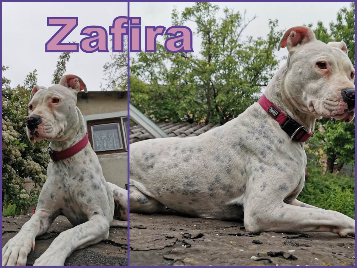 Zafira