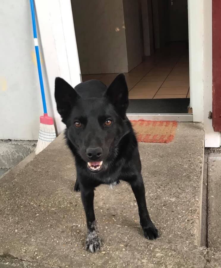 64639000_1331337380353145_4494484409688260608_n