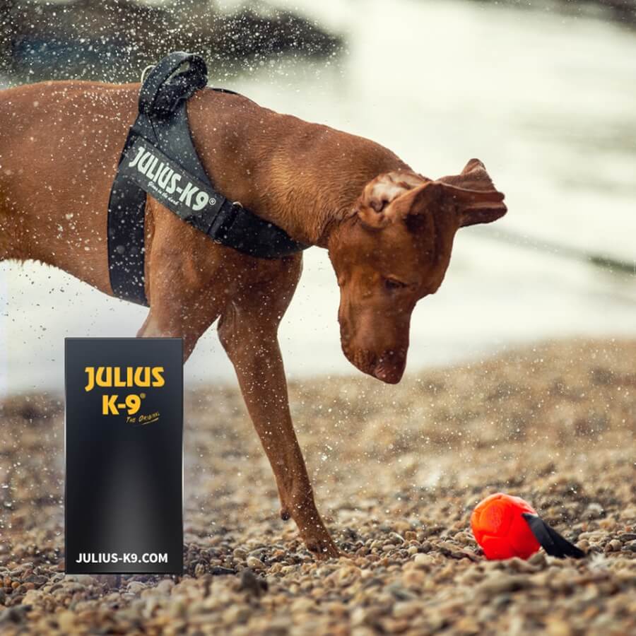 67324470_2174013322697732_8177219472151543808_n