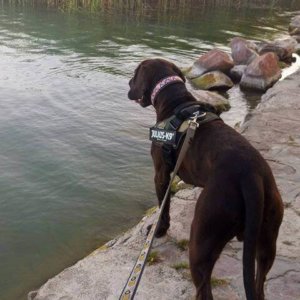 68638215_1355915887895294_2654520493096304640_n