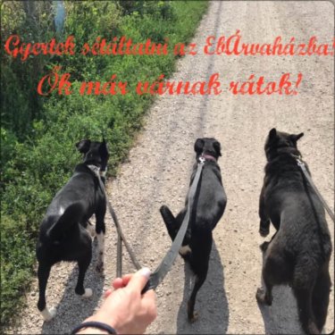 68668212_1358902457596637_8319899170487926784_n