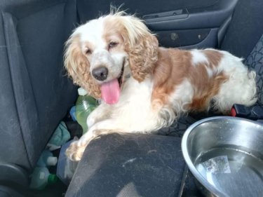 70040428_1376376702515879_5064339360556515328_n