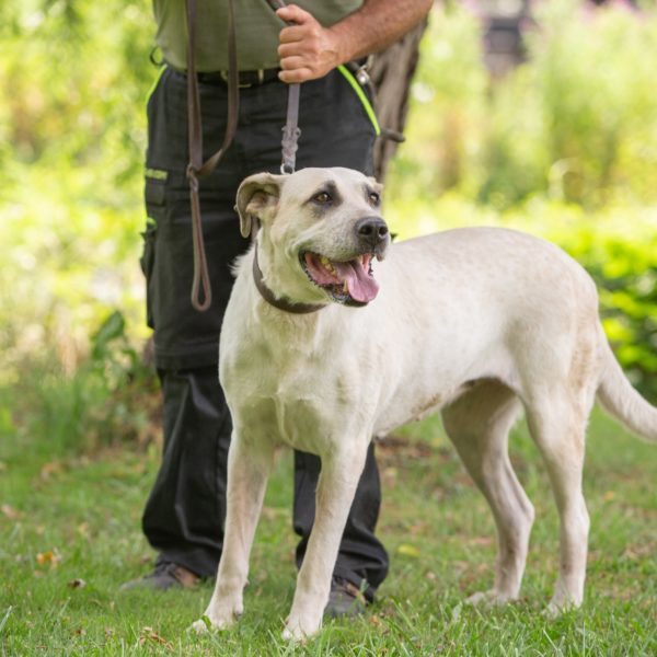 Honney14_0 Honney14_0