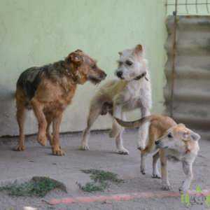 Picike-Kókusz-Rella Picike-Kókusz-Rella