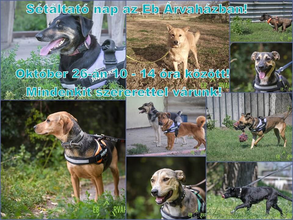 71382997_1396113157208900_8044723257238093824_n