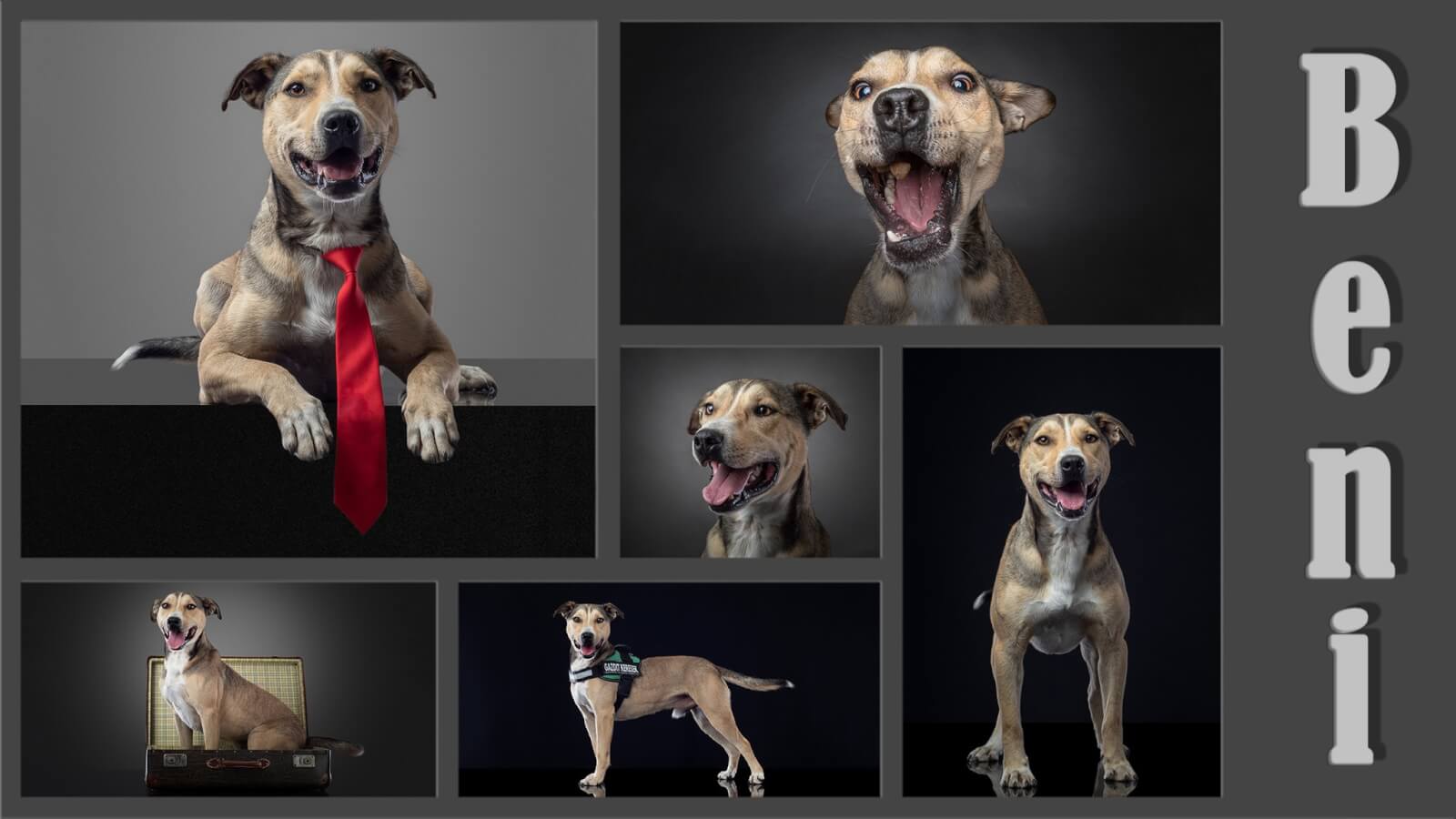 Beni modell kutya_2019.10.09.